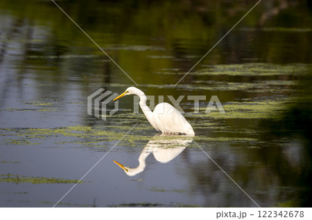 great egret or ardea alba at keoladeo national park forest bird sanctuary bharatpur rajasthan india with reflection in shallow water wetland in isolated black background in peak winter season safari great egret or ardea alba at keoladeo national park forest bird sanctuary bharatpur rajasthan india with reflection in shallow water wetland in isolated black background in peak winter season safari 122342678
