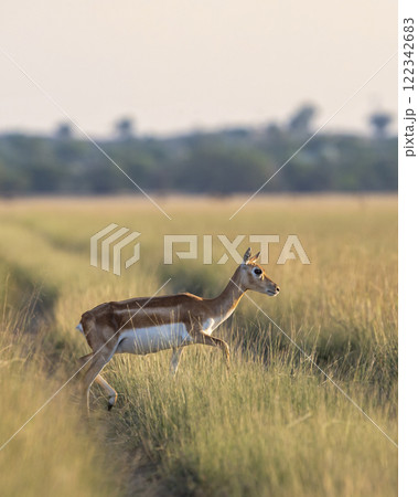 wild female blackbuck or antilope cervicapra or Indian antelope at velavadar national park gujrat india. blackbuck side profile crossing forest tack in golden hour winter light in grassland landscape 122342683