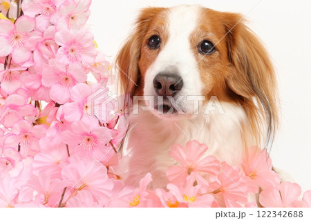 桜の装飾と犬の春らしい華やかなポートレート 桜の装飾と犬の春らしい華やかなポートレート 122342688