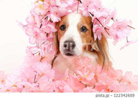 桜の装飾と犬の春らしい華やかなポートレート 122342689