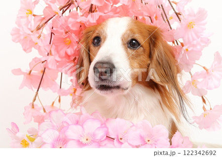 桜の装飾と犬の春らしい華やかなポートレート 122342692