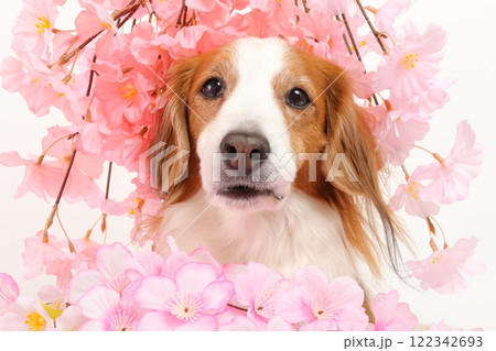 桜の装飾と犬の春らしい華やかなポートレート 桜の装飾と犬の春らしい華やかなポートレート 122342693