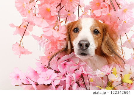 桜の装飾と犬の春らしい華やかなポートレート 122342694