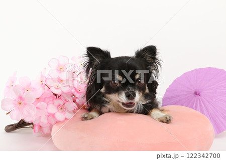 桜の装飾と犬の春らしい華やかなポートレート 桜の装飾と犬の春らしい華やかなポートレート 122342700