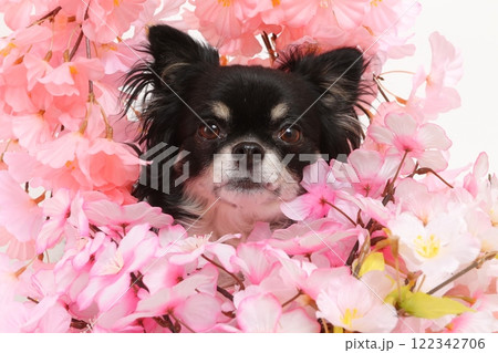 桜の装飾と犬の春らしい華やかなポートレート 122342706