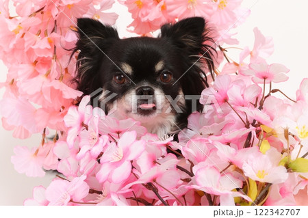 桜の装飾と犬の春らしい華やかなポートレート 122342707