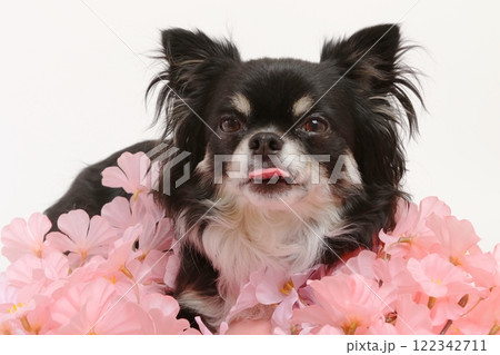 桜の装飾と犬の春らしい華やかなポートレート 桜の装飾と犬の春らしい華やかなポートレート 122342711