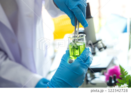 Close up hands woman science lab research for Natural alternative herb Close up hands woman science lab research for Natural alternative herb 122342728