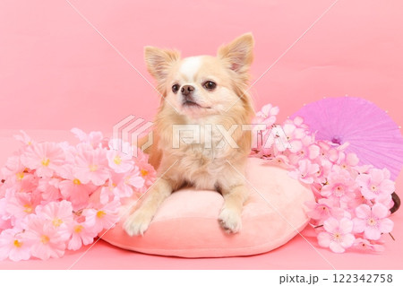 桜に囲まれたチワワと春色の和風シーン 122342758