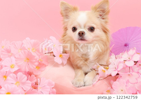 桜に囲まれたチワワと春色の和風シーン 桜に囲まれたチワワと春色の和風シーン 122342759
