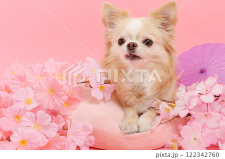 桜に囲まれたチワワと春色の和風シーン 122342760