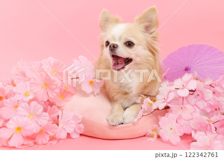 桜に囲まれたチワワと春色の和風シーン 122342761