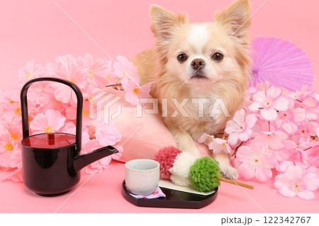 桜と和菓子に囲まれたチワワの春らしい和風シーン 122342767