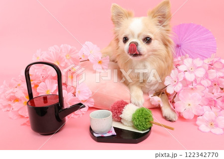 桜と和菓子に囲まれたチワワの春らしい和風シーン 桜と和菓子に囲まれたチワワの春らしい和風シーン 122342770