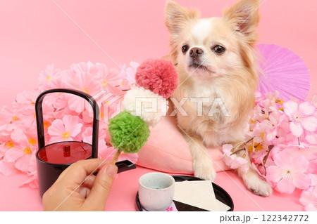 桜と和菓子に囲まれたチワワの春らしい和風シーン 122342772