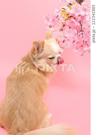桜の花を見上げるチワワの春らしい横顔 桜の花を見上げるチワワの春らしい横顔 122342805