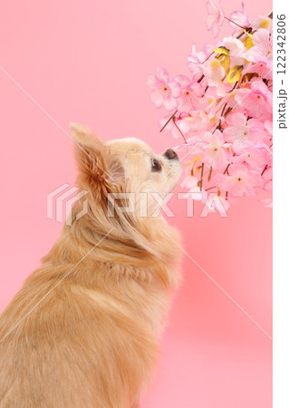 桜の花を見上げるチワワの春らしい横顔 桜の花を見上げるチワワの春らしい横顔 122342806