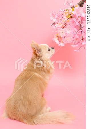 桜の花を見上げるチワワの春らしい横顔 122342813