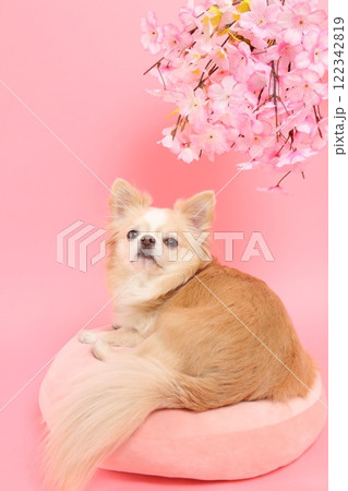 桜の花を見上げるチワワの春らしい横顔 122342819