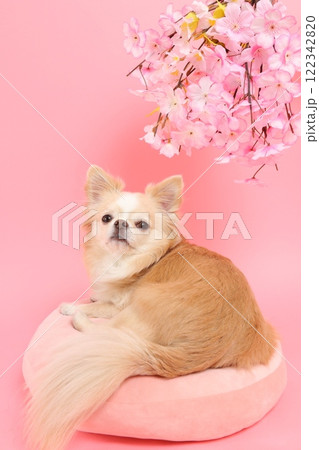 桜の花を見上げるチワワの春らしい横顔 桜の花を見上げるチワワの春らしい横顔 122342820