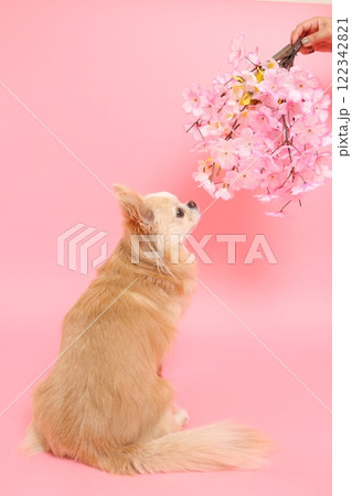 桜の花を見上げるチワワの春らしい横顔 122342821