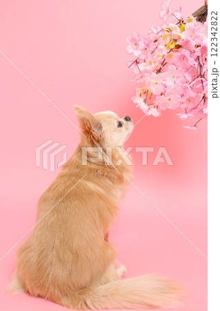 桜の花を見上げるチワワの春らしい横顔 桜の花を見上げるチワワの春らしい横顔 122342822