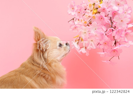 桜の花を見上げるチワワの春らしい横顔 122342824