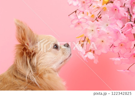 桜の花を見上げるチワワの春らしい横顔 桜の花を見上げるチワワの春らしい横顔 122342825