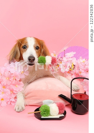 桜と和菓子で彩られた笑顔の犬の和風ポートレート 122342836