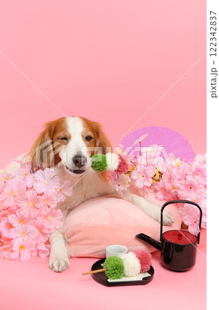 桜と和菓子で彩られた笑顔の犬の和風ポートレート 桜と和菓子で彩られた笑顔の犬の和風ポートレート 122342837