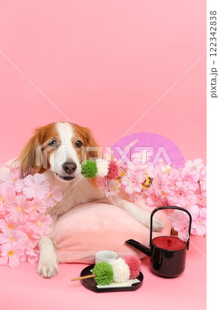 桜と和菓子で彩られた笑顔の犬の和風ポートレート 122342838