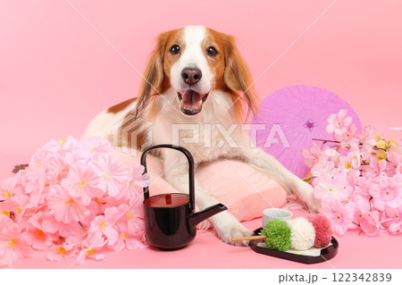 桜と和菓子で彩られた笑顔の犬の和風ポートレート 122342839