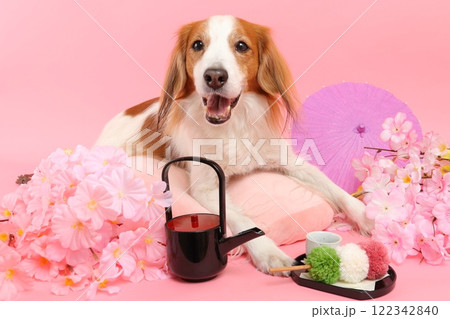 桜と和菓子で彩られた笑顔の犬の和風ポートレート 122342840