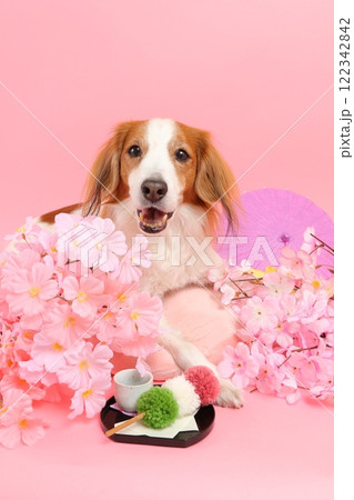 桜と和菓子で彩られた笑顔の犬の和風ポートレート 122342842
