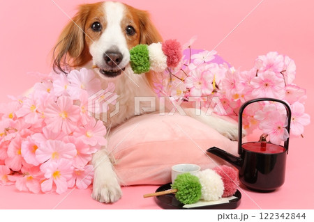桜と和菓子で彩られた笑顔の犬の和風ポートレート 122342844