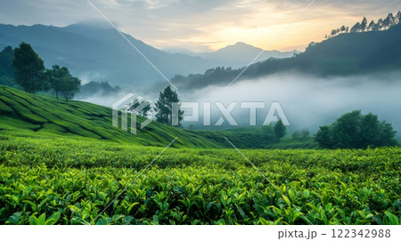Sunrise illuminating fog over green tea plantation in the mountains 122342988