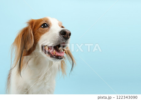 爽やかな青背景に佇むコーイケルホンディエのポートレート 122343090