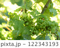 フランス　ボジョレー　ドメーヌ・シャスレー　Beaujolais 122343193