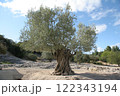 フランス　オリーブの木　Près du Pont du Gard 122343194
