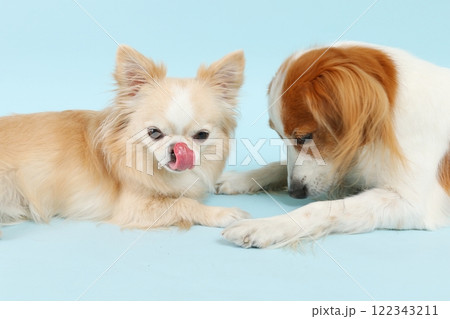 チワワとコーイケルホンディエ、仲良く並ぶ微笑ましいシーン チワワとコーイケルホンディエ、仲良く並ぶ微笑ましいシーン 122343211