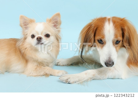 チワワとコーイケルホンディエ、仲良く並ぶ微笑ましいシーン 122343212