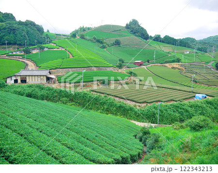 京都 和束町石寺の茶畑 京都 和束町石寺の茶畑 122343213