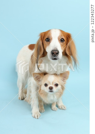 コーイケルホンディエとチワワ、重なり合う仲良しショット 122343277