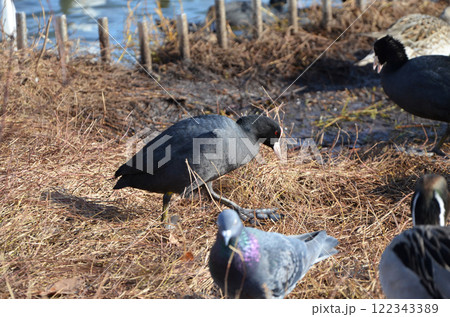 水辺に集まるオオバンなどの野鳥たち 122343389