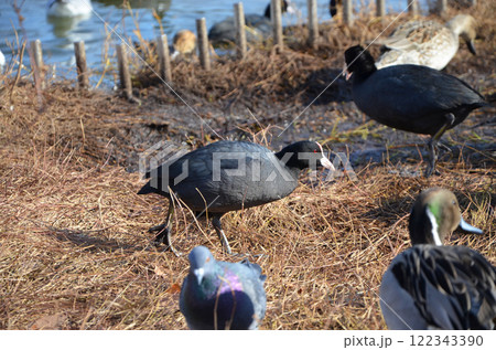 水辺に集まるオオバンなどの野鳥たち 水辺に集まるオオバンなどの野鳥たち 122343390