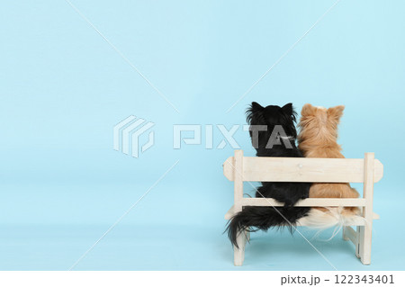 木製ベンチで寄り添う2匹のチワワの後ろ姿 122343401