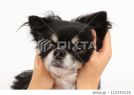 ブラックタンのチワワを手で包み込む瞬間と変顔 ブラックタンのチワワを手で包み込む瞬間と変顔 122343528