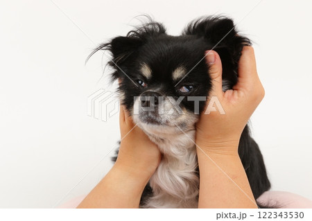ブラックタンのチワワを手で包み込む瞬間と変顔 ブラックタンのチワワを手で包み込む瞬間と変顔 122343530