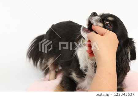 ブラックタンのチワワに噛まれた ブラックタンのチワワに噛まれた 122343637