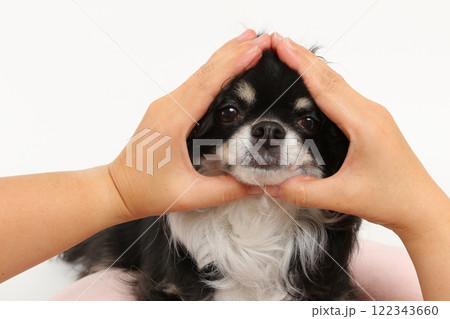 黒いおにぎりチワワ 122343660